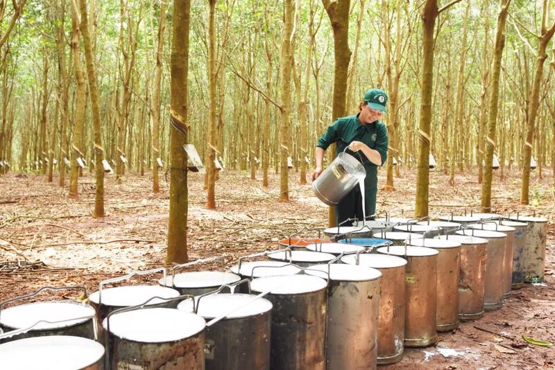 Xuất khẩu cao su 9 tháng năm 2022 ước đạt 2,32 tỷ USD